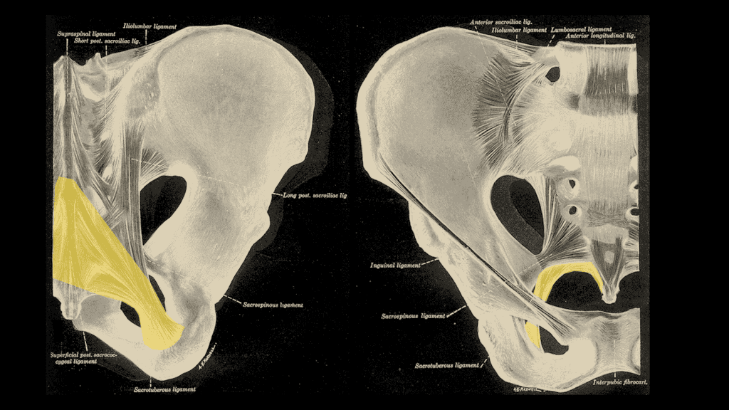 M. Piriformis: Kleiner Muskel - große Probleme 5